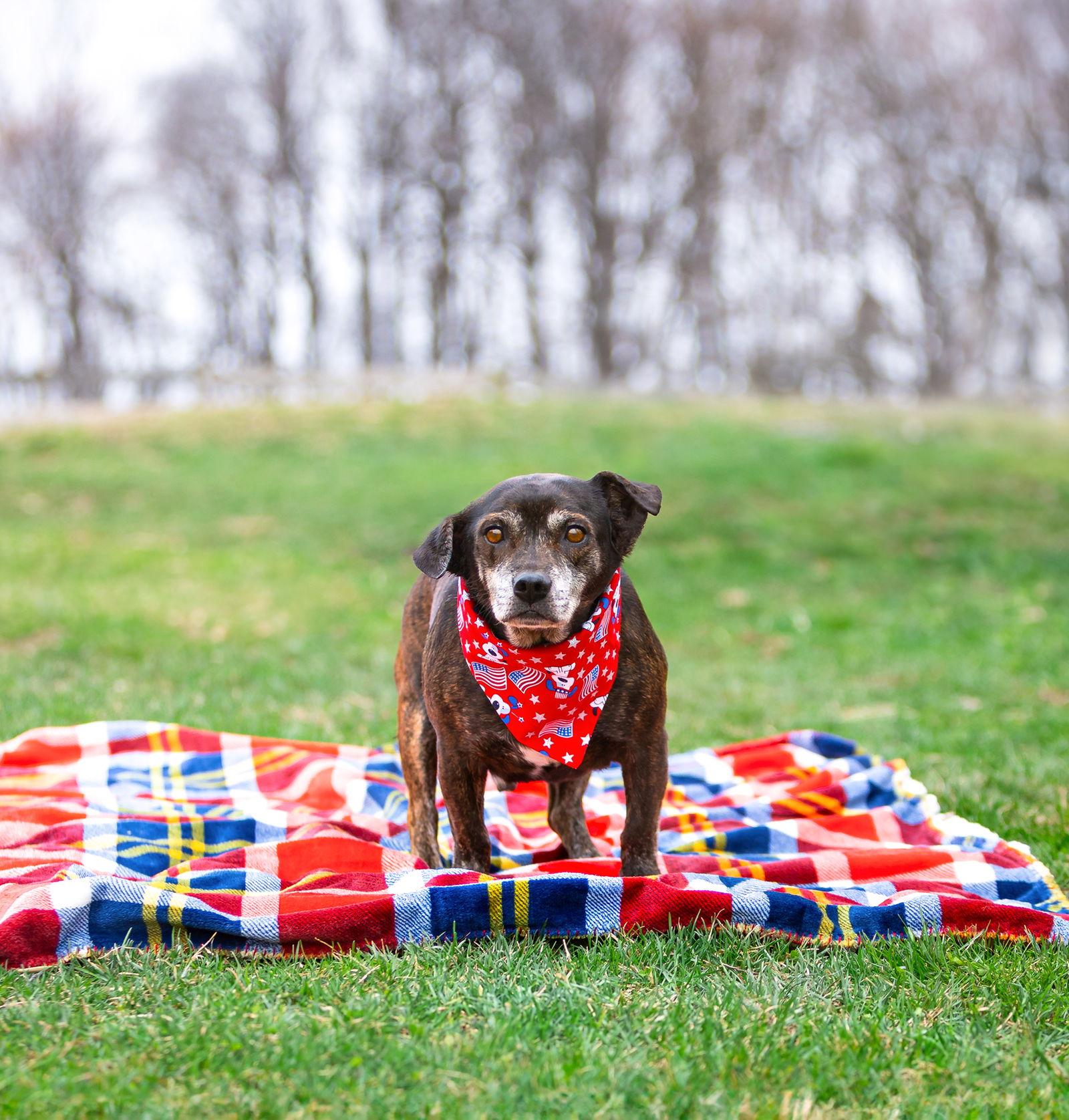 Enlarge Tiny, a Adoptable Dachshund in Coatesville, PA image 3/3