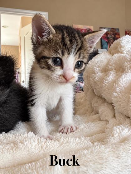 Buck, Adoptable, Kitten Male Domestic Short Hair.