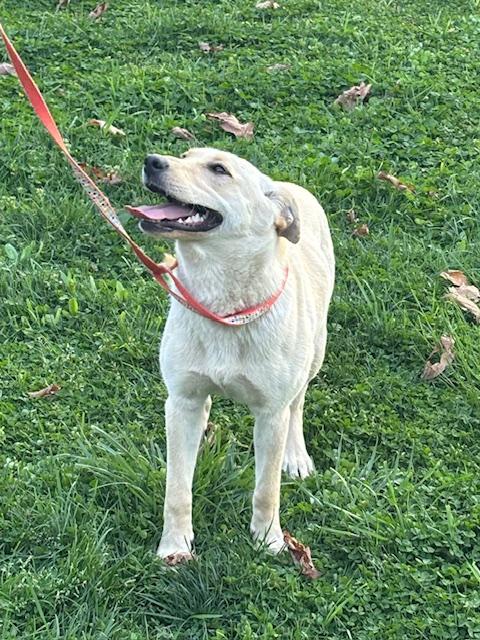 Rosie Fizz, a Adoptable mixed breed in Woburn, MA image 5/6