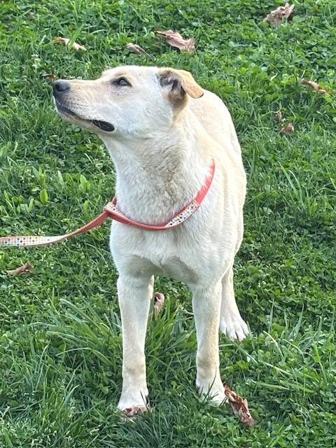 Rosie Fizz, a Adoptable mixed breed in Woburn, MA image 2/6