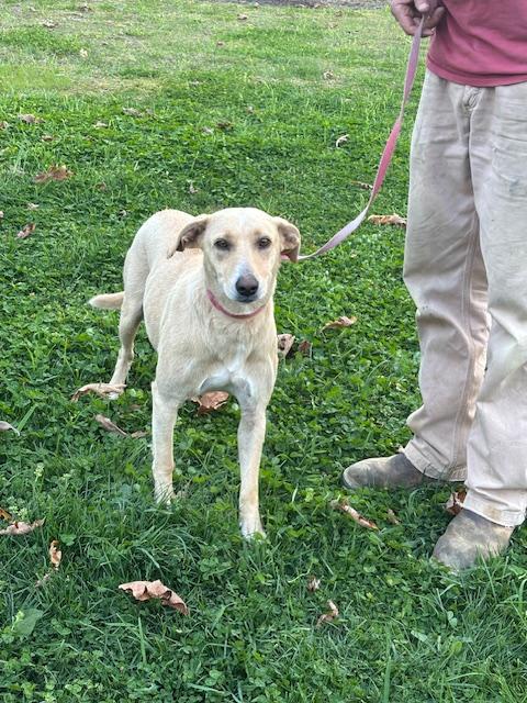 Rosie Fizz, a Adoptable mixed breed in Woburn, MA image 4/6