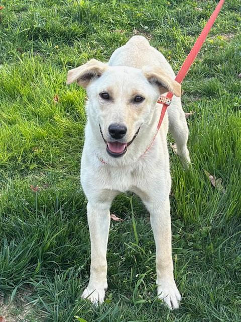 Rosie Fizz, a Adoptable mixed breed in Woburn, MA image 6/6