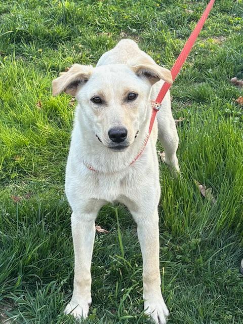 Rosie Fizz, a Adoptable mixed breed in Woburn, MA image 3/6