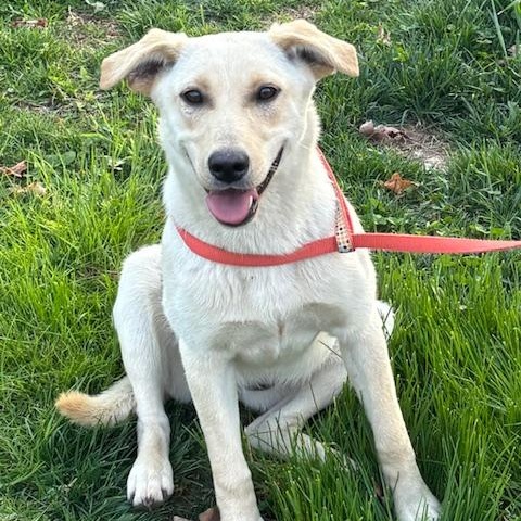 Rosie Fizz, Adoptable, Young Female Golden Retriever & Yellow Labrador Retriever.
