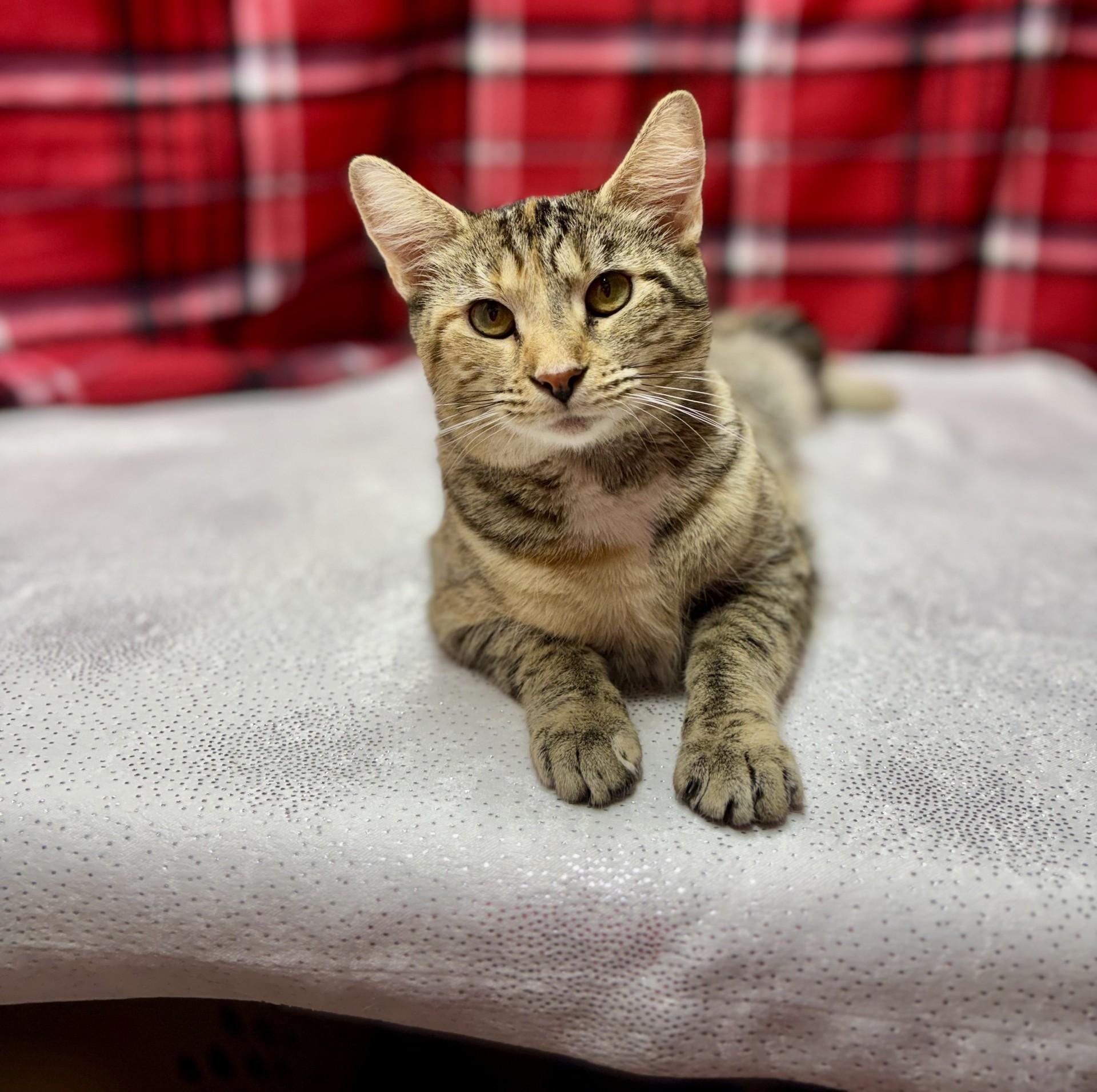 Ty, ADOPTABLE, Adult Female Domestic Short Hair.