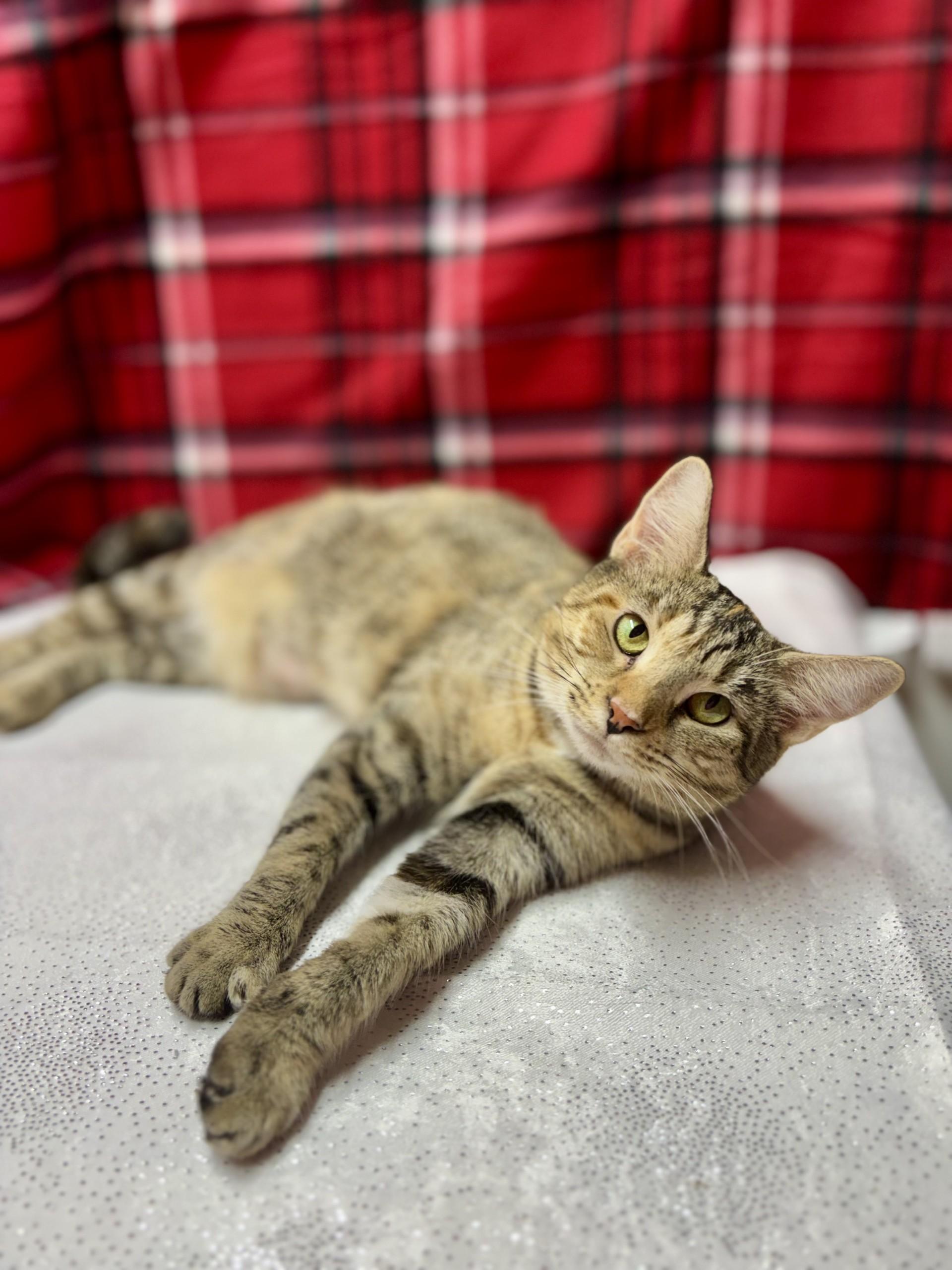 Enlarge Ty, a ADOPTABLE mixed breed in Upper Sandusky, OH image 2/3