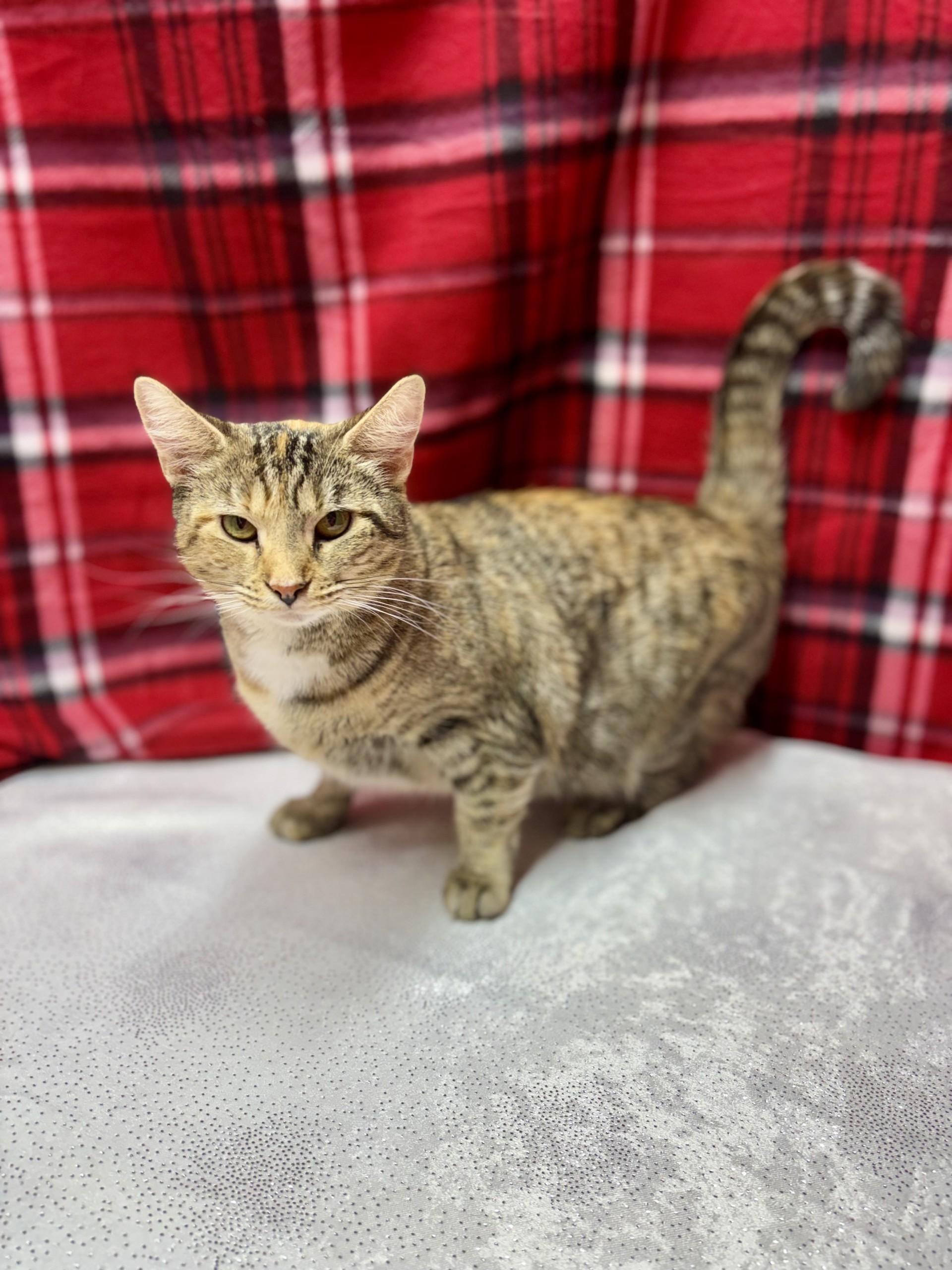 Enlarge Ty, a ADOPTABLE mixed breed in Upper Sandusky, OH image 3/3