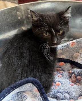 Soot, Young Male Tuxedo