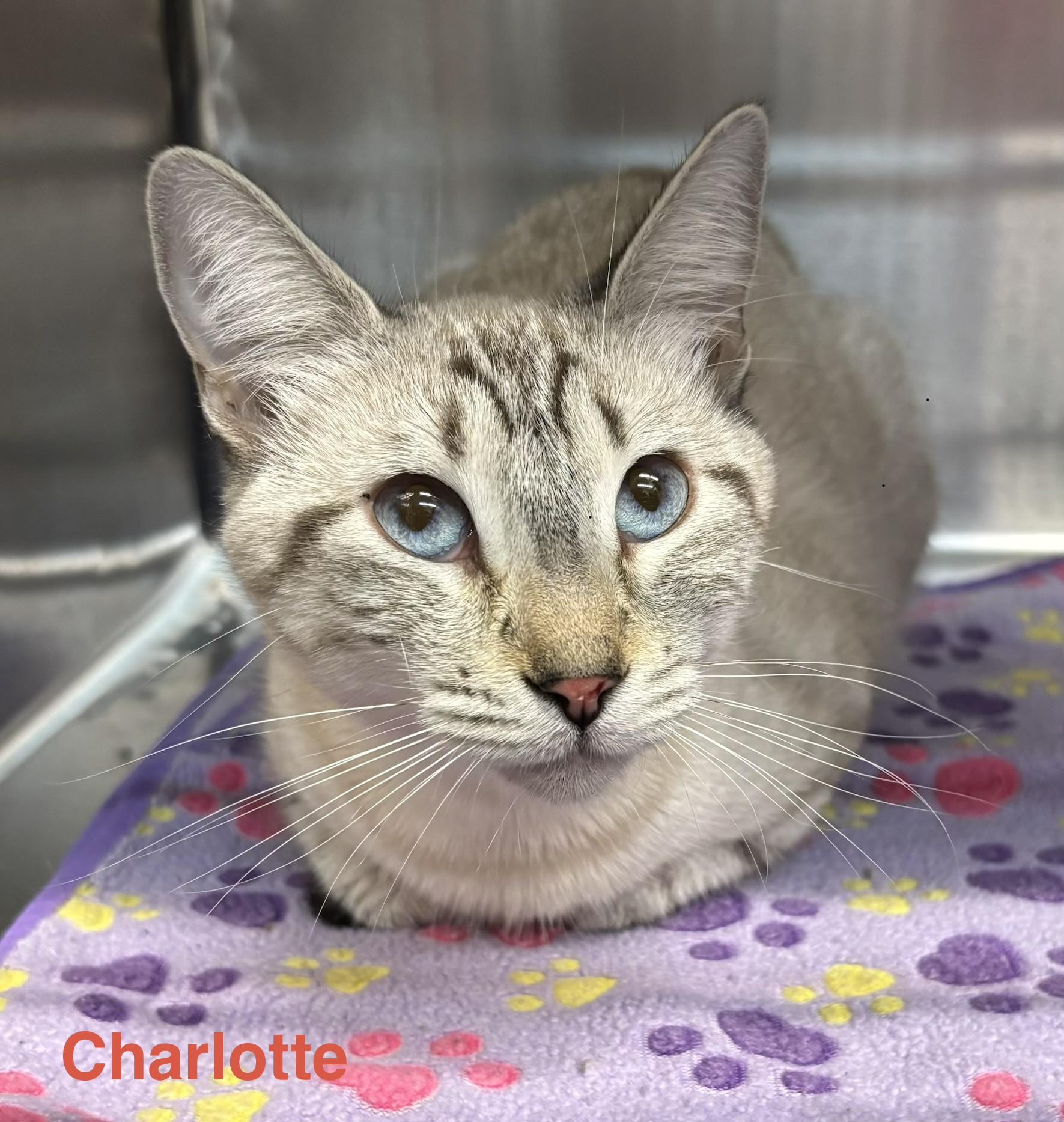Enlarge Charlotte, a ADOPTABLE Silver in Las Vegas, NV image 1/1