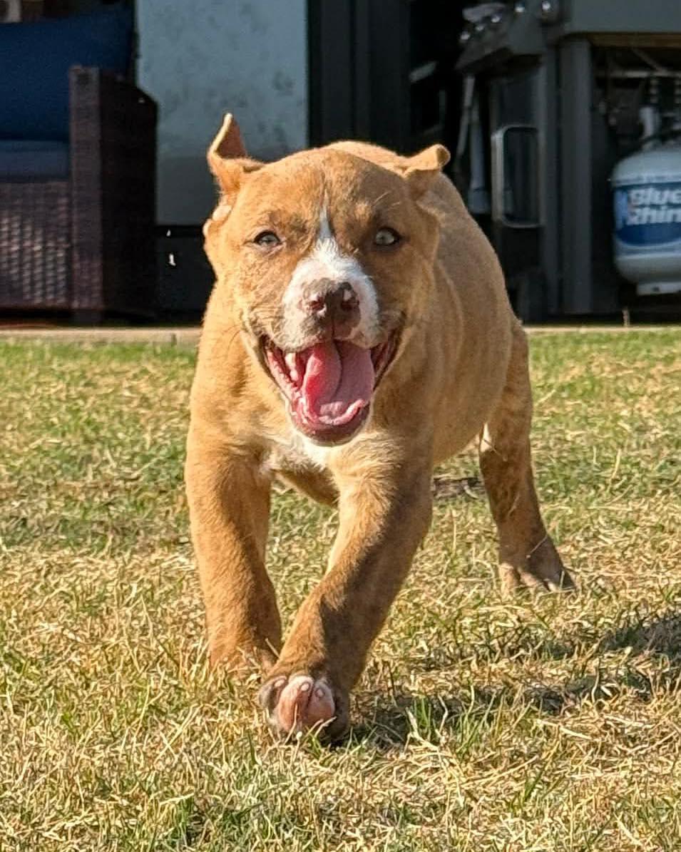 Enlarge Bumble, a ADOPTABLE mixed breed in Broken Arrow, OK image 3/6