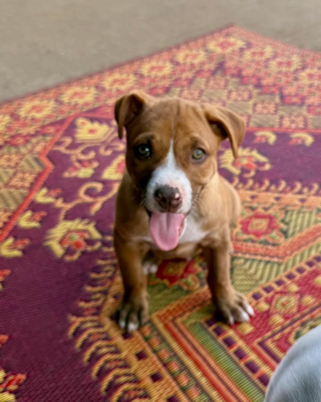 Enlarge Bumble, a ADOPTABLE mixed breed in Broken Arrow, OK image 1/6