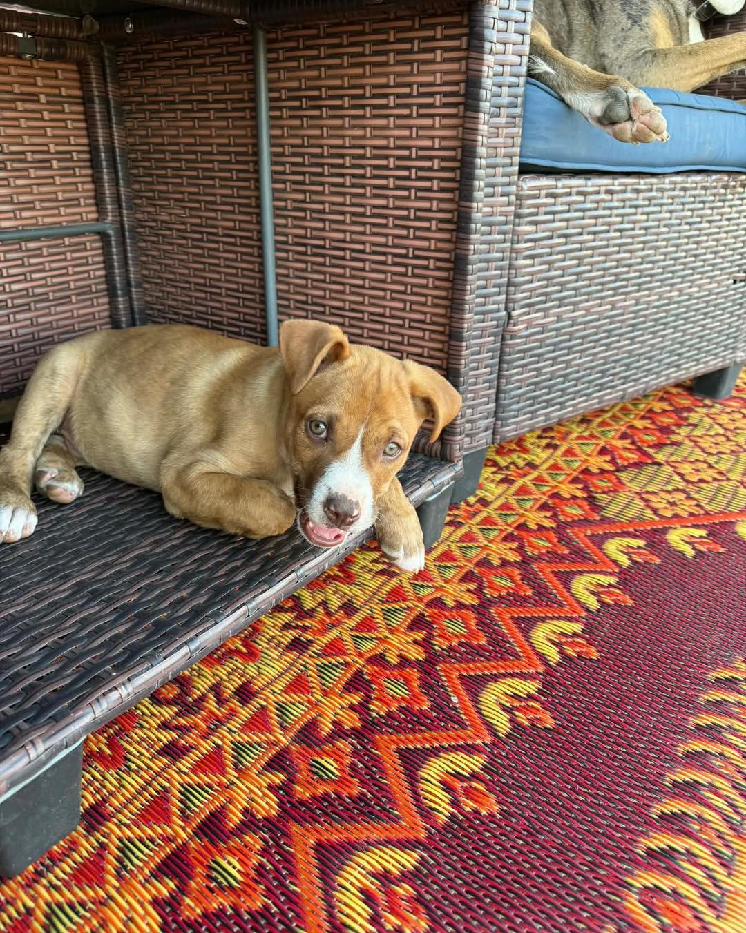 Enlarge Bumble, a ADOPTABLE mixed breed in Broken Arrow, OK image 6/6