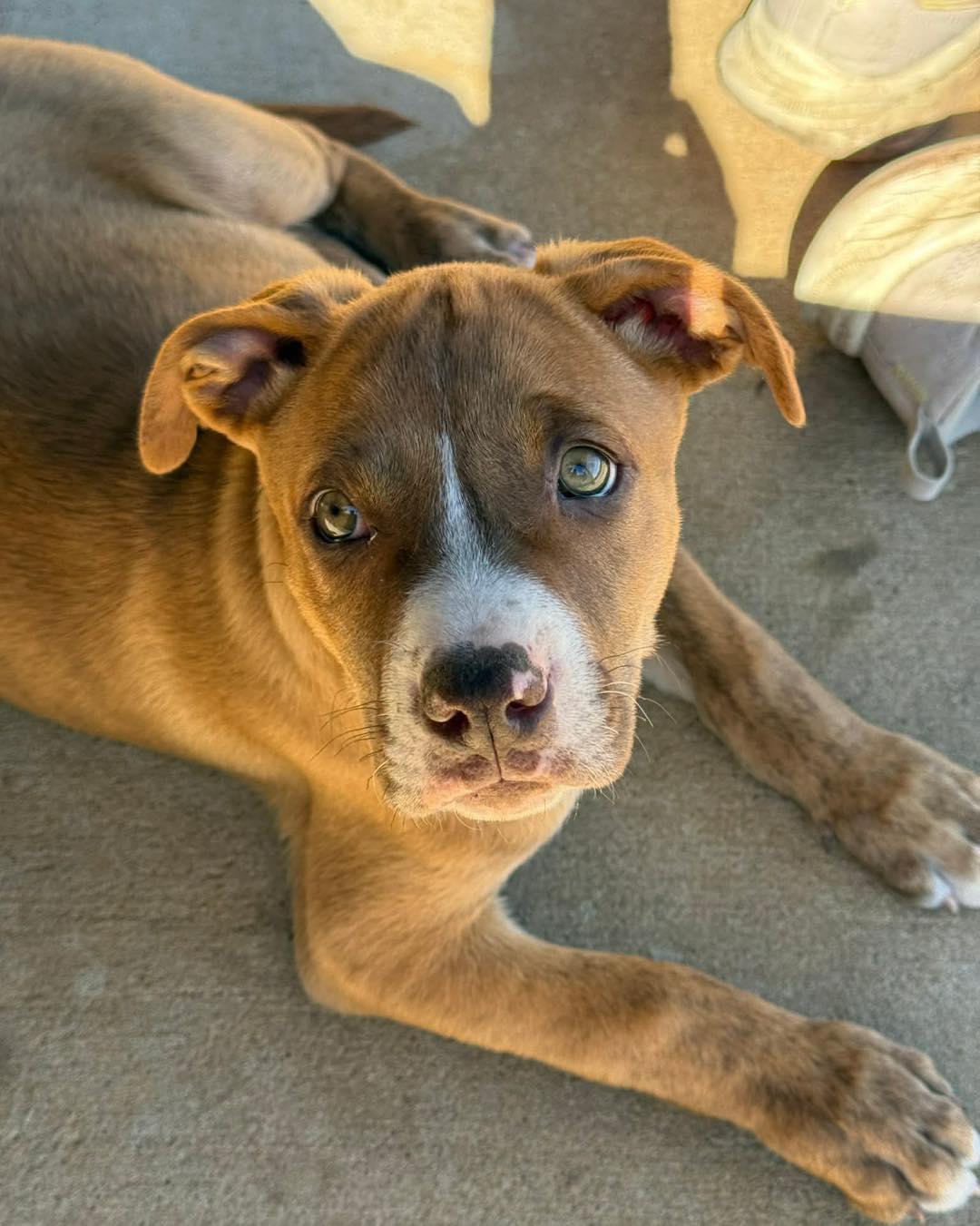 Enlarge Bumble, a ADOPTABLE mixed breed in Broken Arrow, OK image 4/6