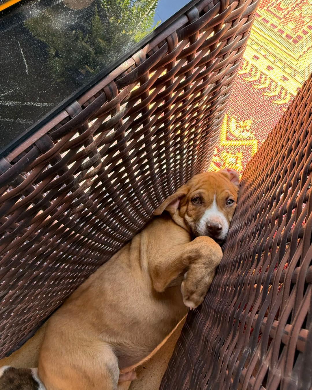 Enlarge Bumble, a ADOPTABLE mixed breed in Broken Arrow, OK image 2/6