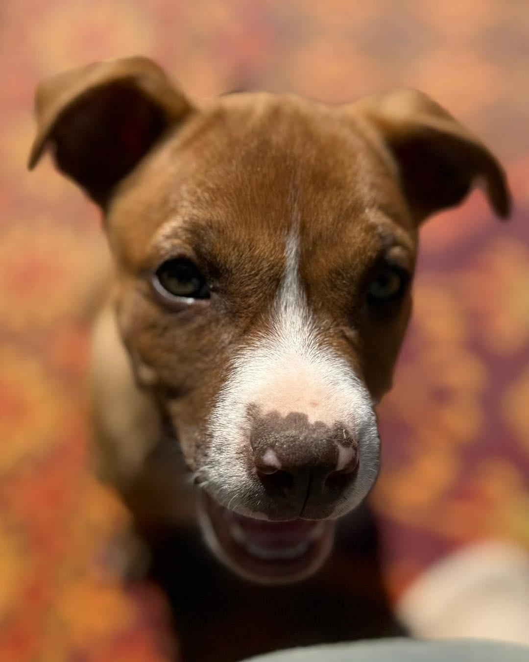 Enlarge Bumble, a ADOPTABLE mixed breed in Broken Arrow, OK image 5/6