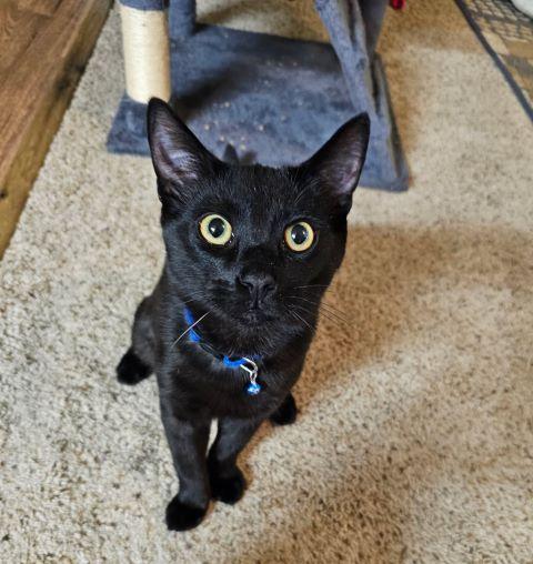 Enlarge Shadow, a ADOPTABLE mixed breed in Fernley, NV image 1/1