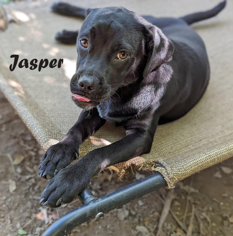Jasper D, Adoptable, Puppy Male Boxer & Labrador Retriever.