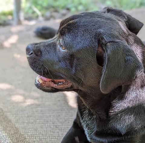 Enlarge Jasper D, a Adoptable mixed breed in Mission, TX image 2/6