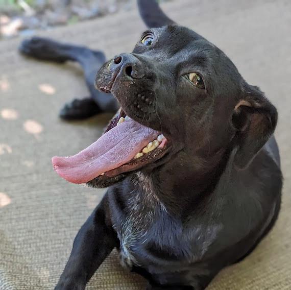 Enlarge Jasper D, a Adoptable mixed breed in Mission, TX image 3/6