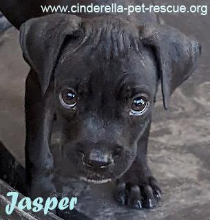 Enlarge Jasper D, a Adoptable mixed breed in Mission, TX image 4/6