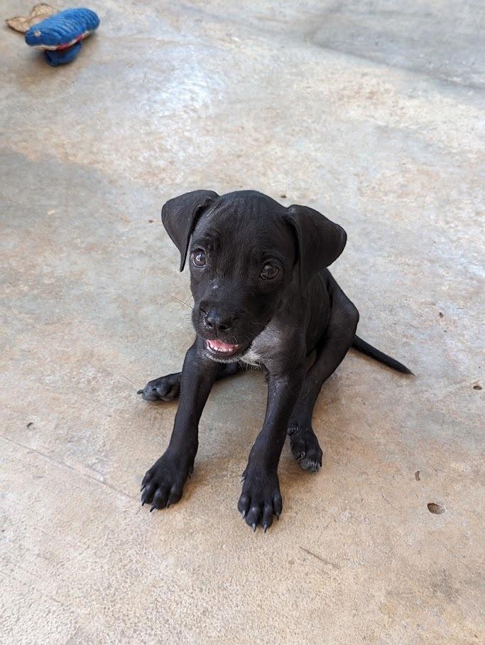 Enlarge Jasper D, a Adoptable mixed breed in Mission, TX image 5/6