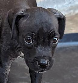 Enlarge Jasper D, a Adoptable mixed breed in Mission, TX image 6/6