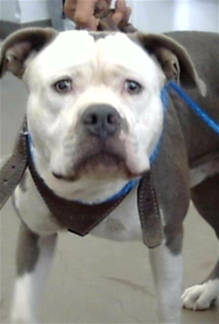 LUNCHBOX, Adoptable, Young Male Mixed Breed.