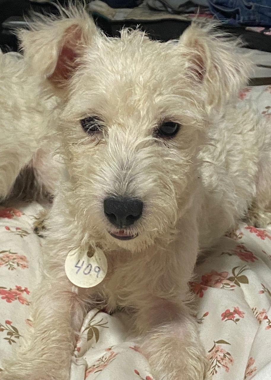 Violet-409, Adopted, Young Female West Highland White Terrier / Westie.