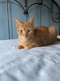 O'Rion "Survivor", Adoptable, Adult Male Domestic Short Hair.