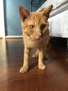 O'Rion "Survivor", a Adoptable Domestic Short Hair in Katy, TX image 2/10