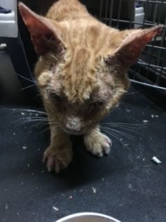 O'Rion "Survivor", a Adoptable Domestic Short Hair in Katy, TX image 3/10