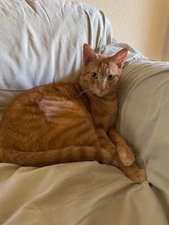 O'Rion "Survivor", a Adoptable Domestic Short Hair in Katy, TX image 4/10