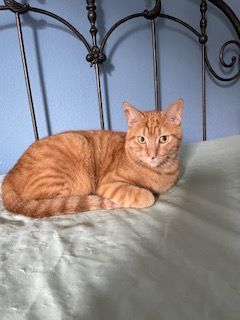 O'Rion "Survivor", a Adoptable Domestic Short Hair in Katy, TX image 5/10