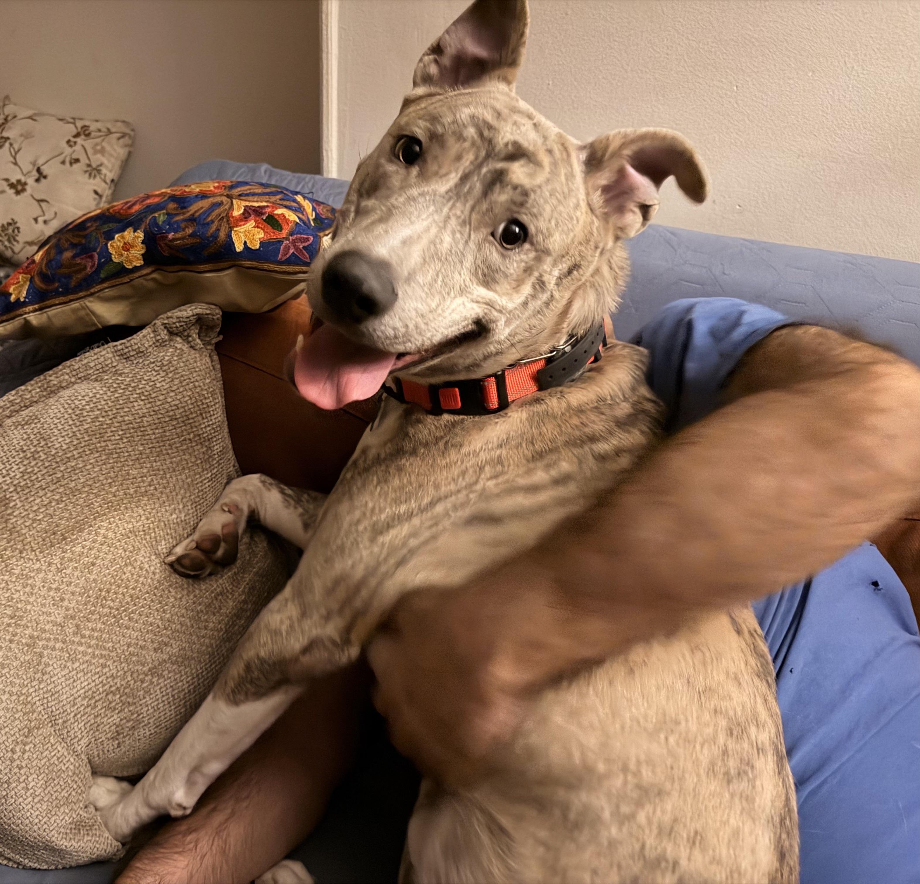 Ash , Adoptable, Young Male Shepherd & Husky.