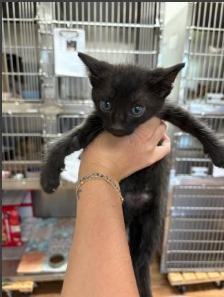 Enlarge CHESS, a Adoptable Domestic Short Hair in Sugar Land, TX image 1/1