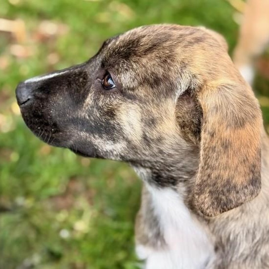 Pork Chop, Adoptable, Puppy Male Great Pyrenees.