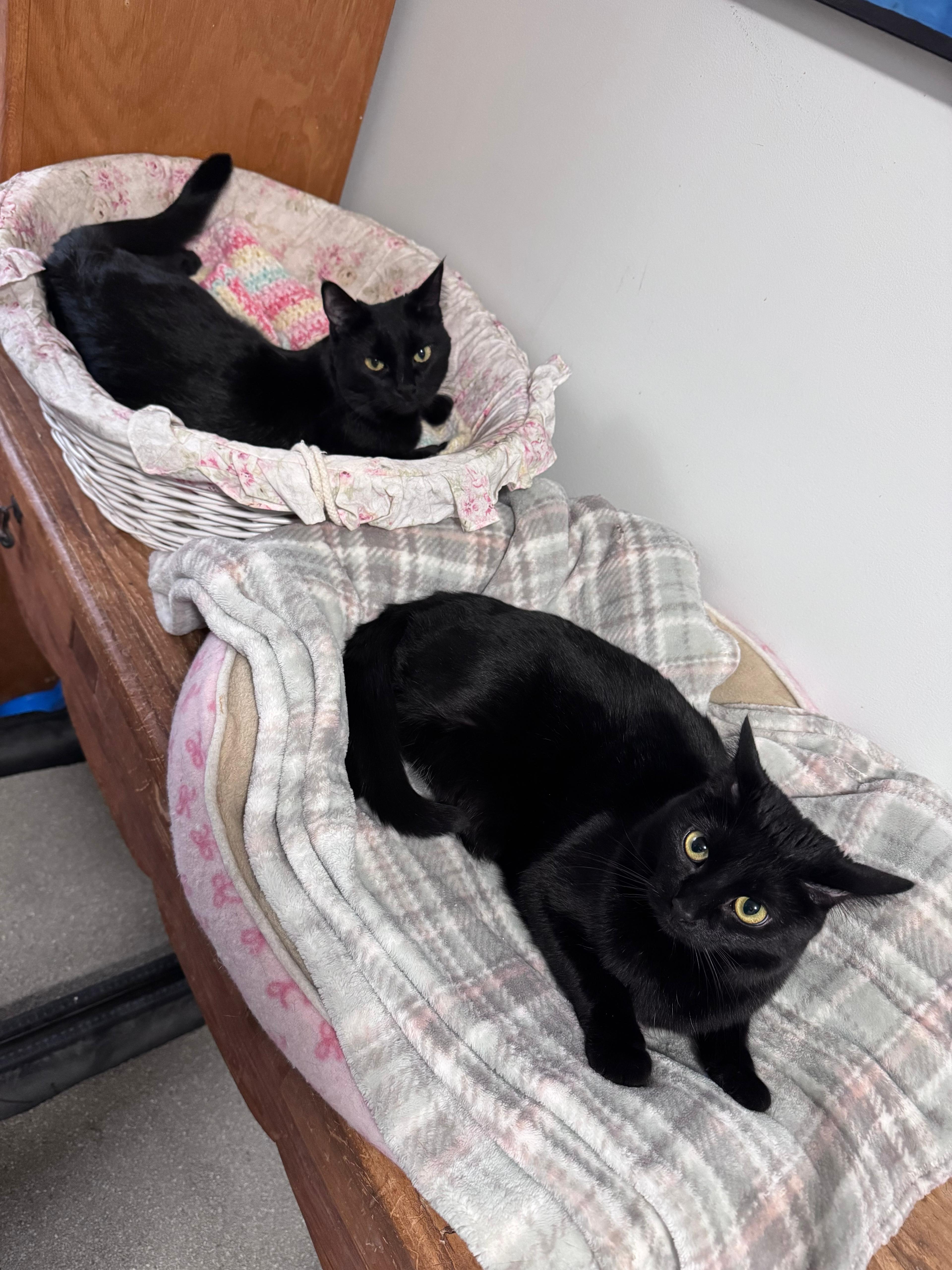Gordita-Bonded with Chalupa, a ADOPTABLE Domestic Short Hair in Oak Forest, IL image 5/6