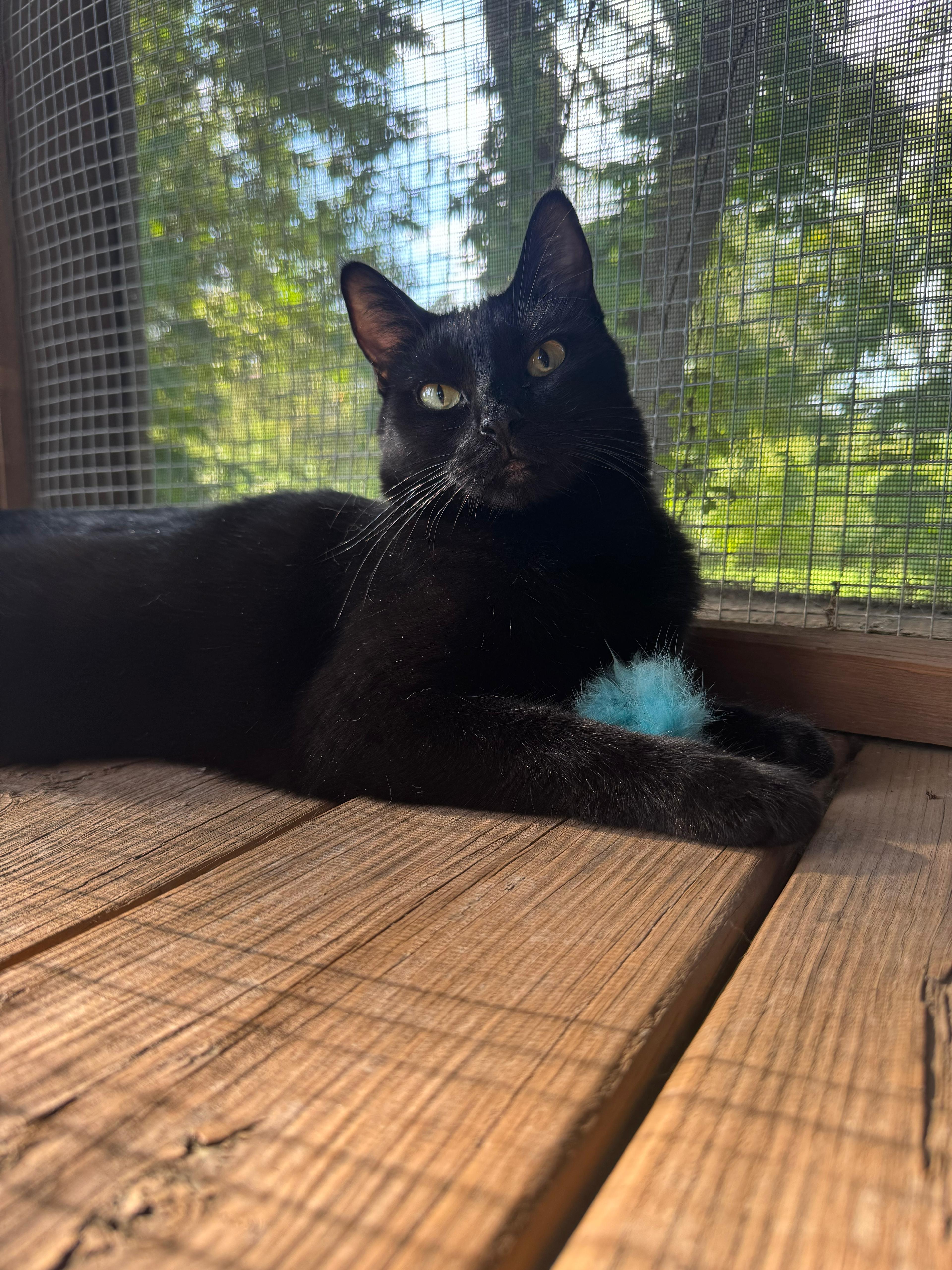 Gordita-Bonded with Chalupa, a ADOPTABLE Domestic Short Hair in Oak Forest, IL image 2/6