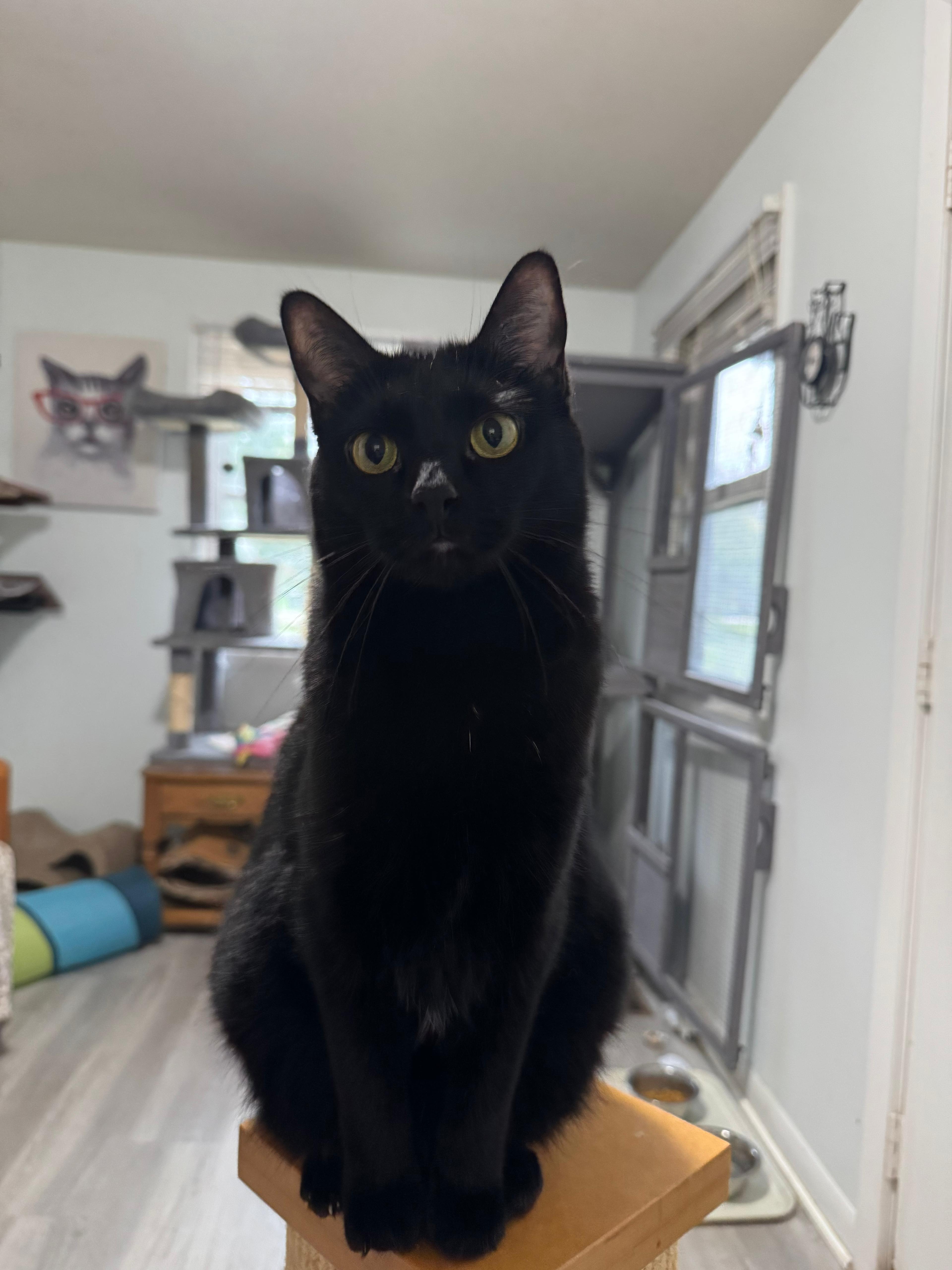 Gordita-Bonded with Chalupa, a ADOPTABLE Domestic Short Hair in Oak Forest, IL image 4/6
