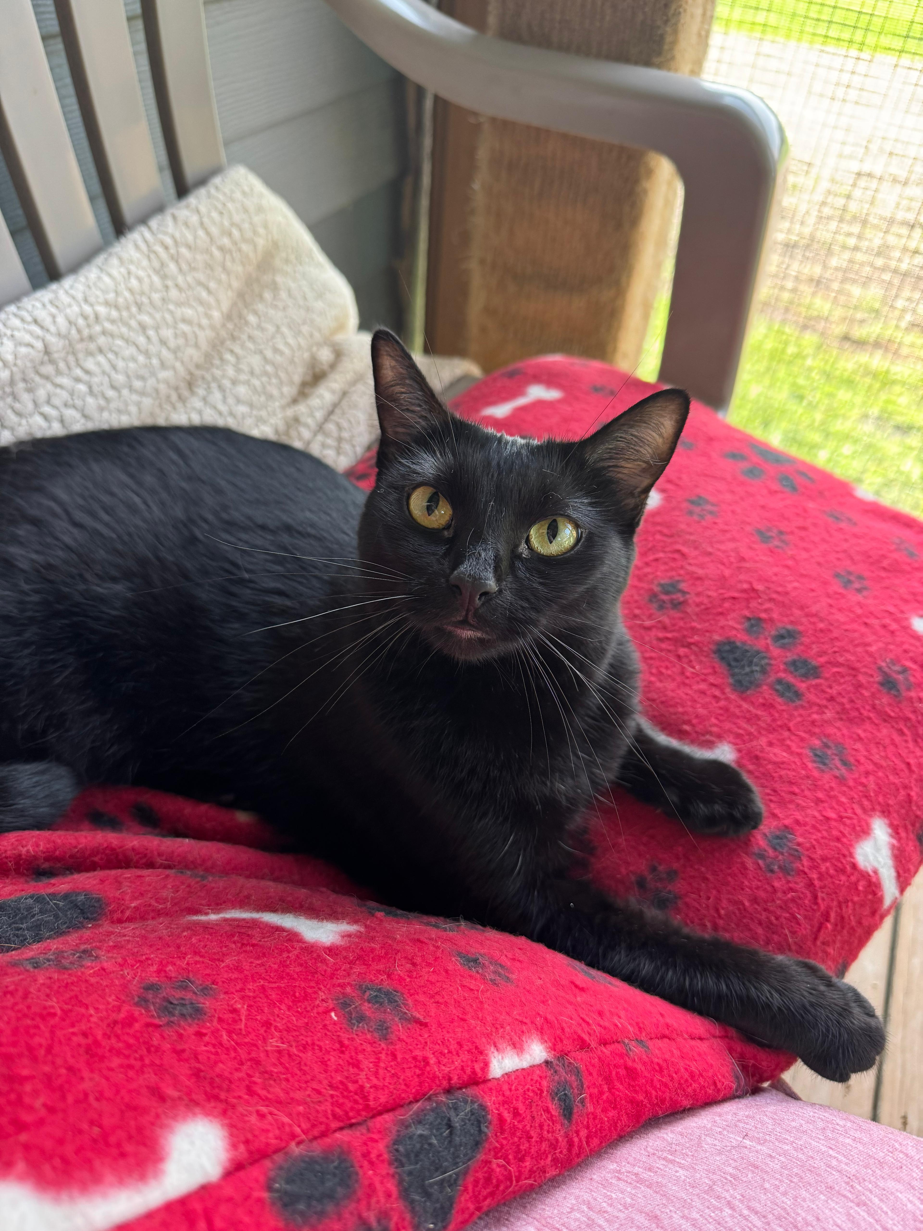 Gordita-Bonded with Chalupa, ADOPTABLE, Young Female Domestic Short Hair.