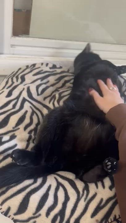 Enlarge Gordita-Bonded with Chalupa, a ADOPTABLE Domestic Short Hair in Oak Forest, IL video 6/6