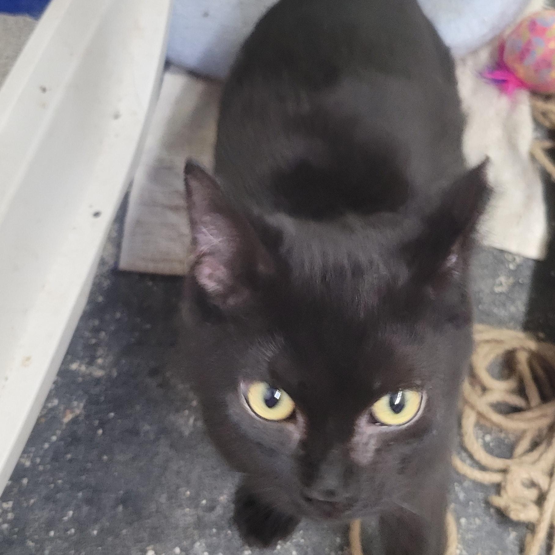 Enlarge Houdini, a Adoptable mixed breed in Racine, WI image 1/3