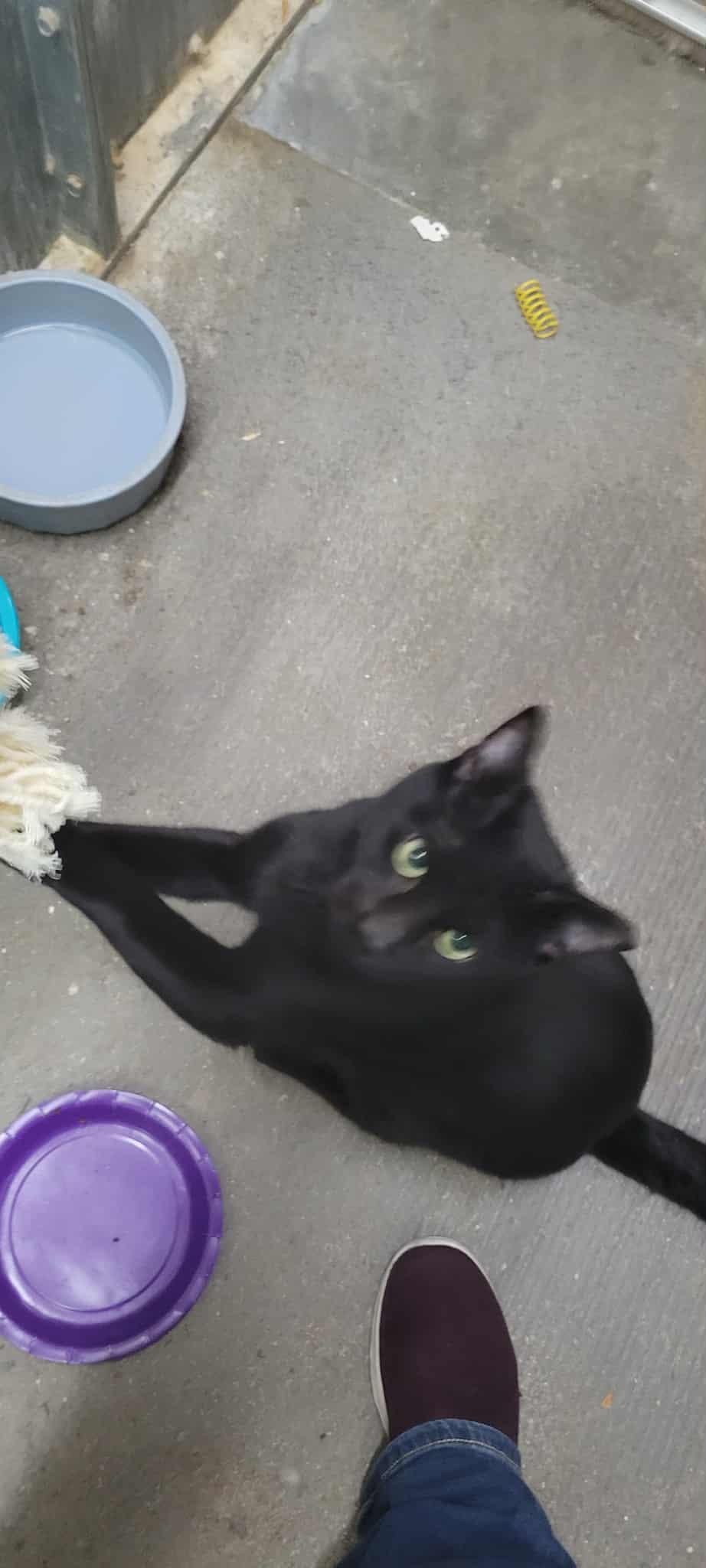 Houdini, Adoptable, Adult Male Domestic Short Hair.