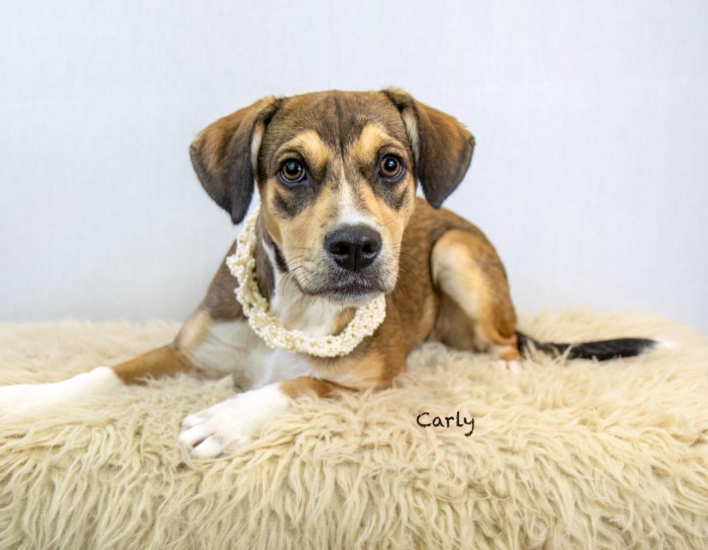 Carly, Adoptable, Young Female Hound.