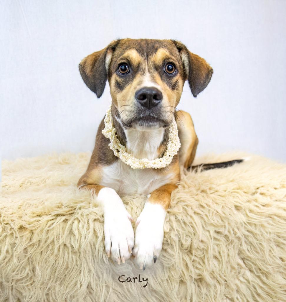 Enlarge Carly, a Adoptable mixed breed in Hot Springs Village, AR image 2/2