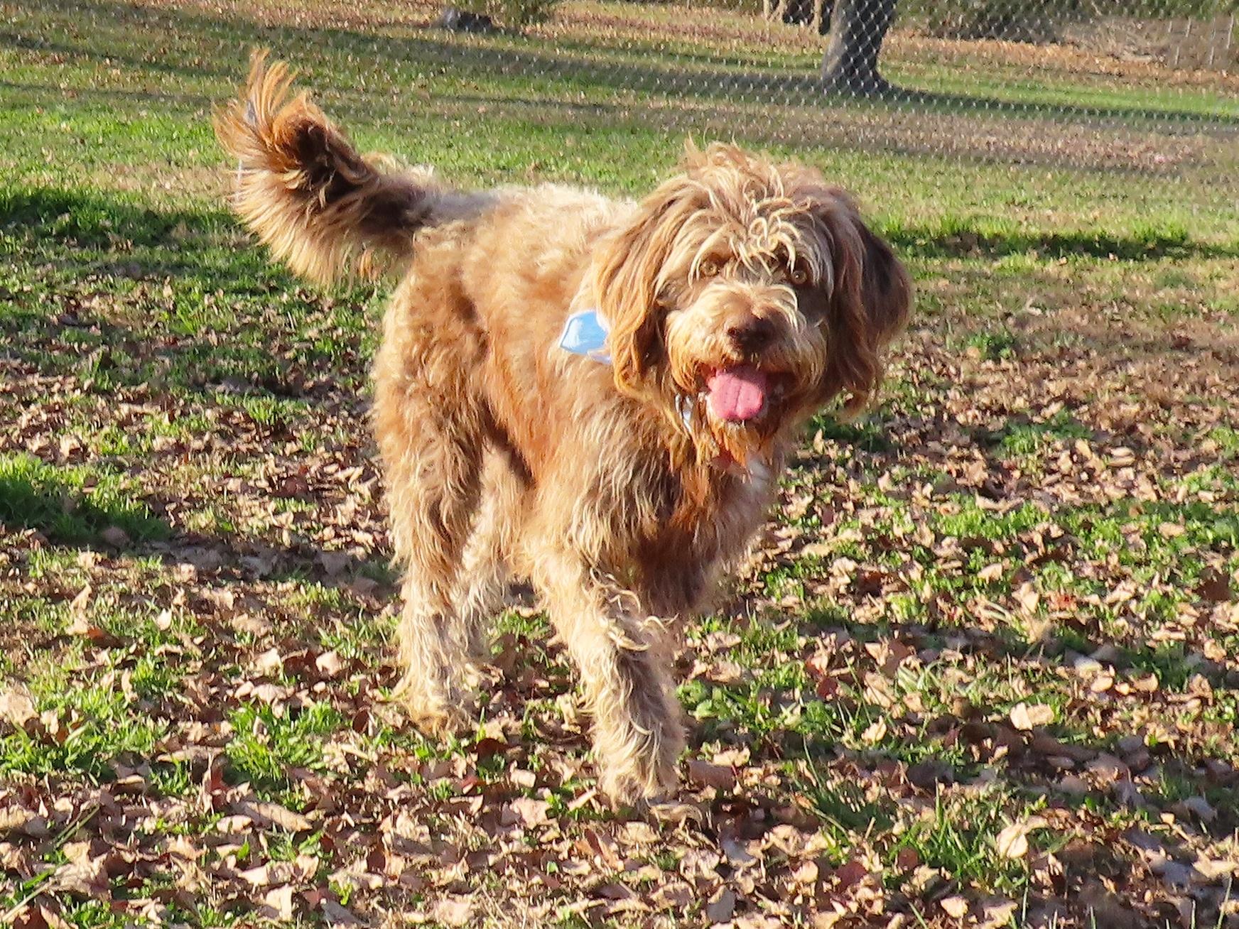 Spicoli  C thumbnail 4