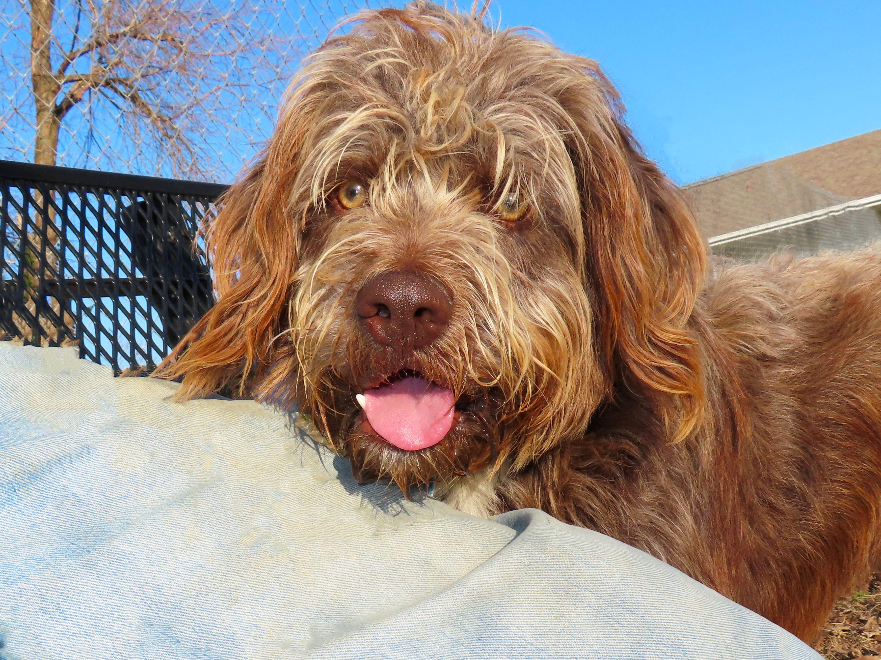 Spicoli  C thumbnail 6