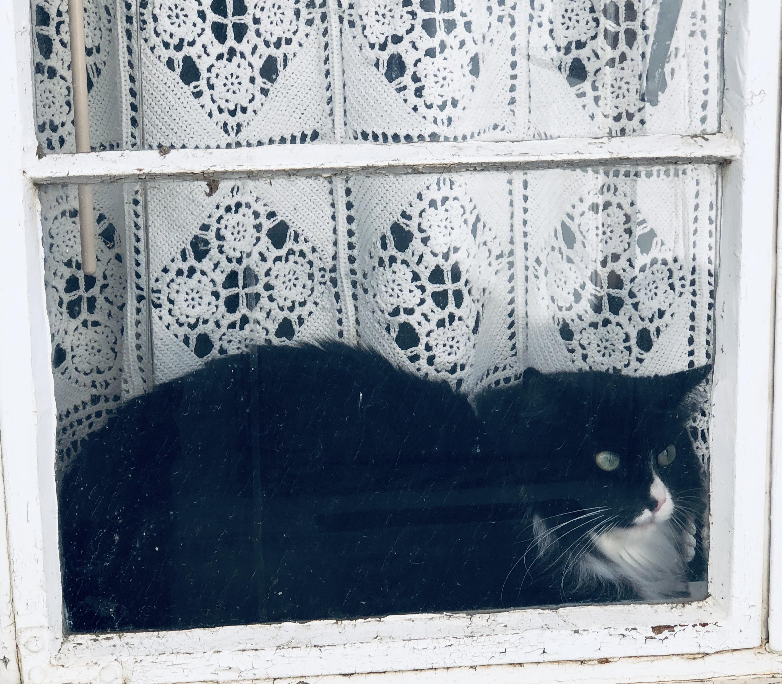 Jaxson, Adoptable, Adult Female Domestic Long Hair.