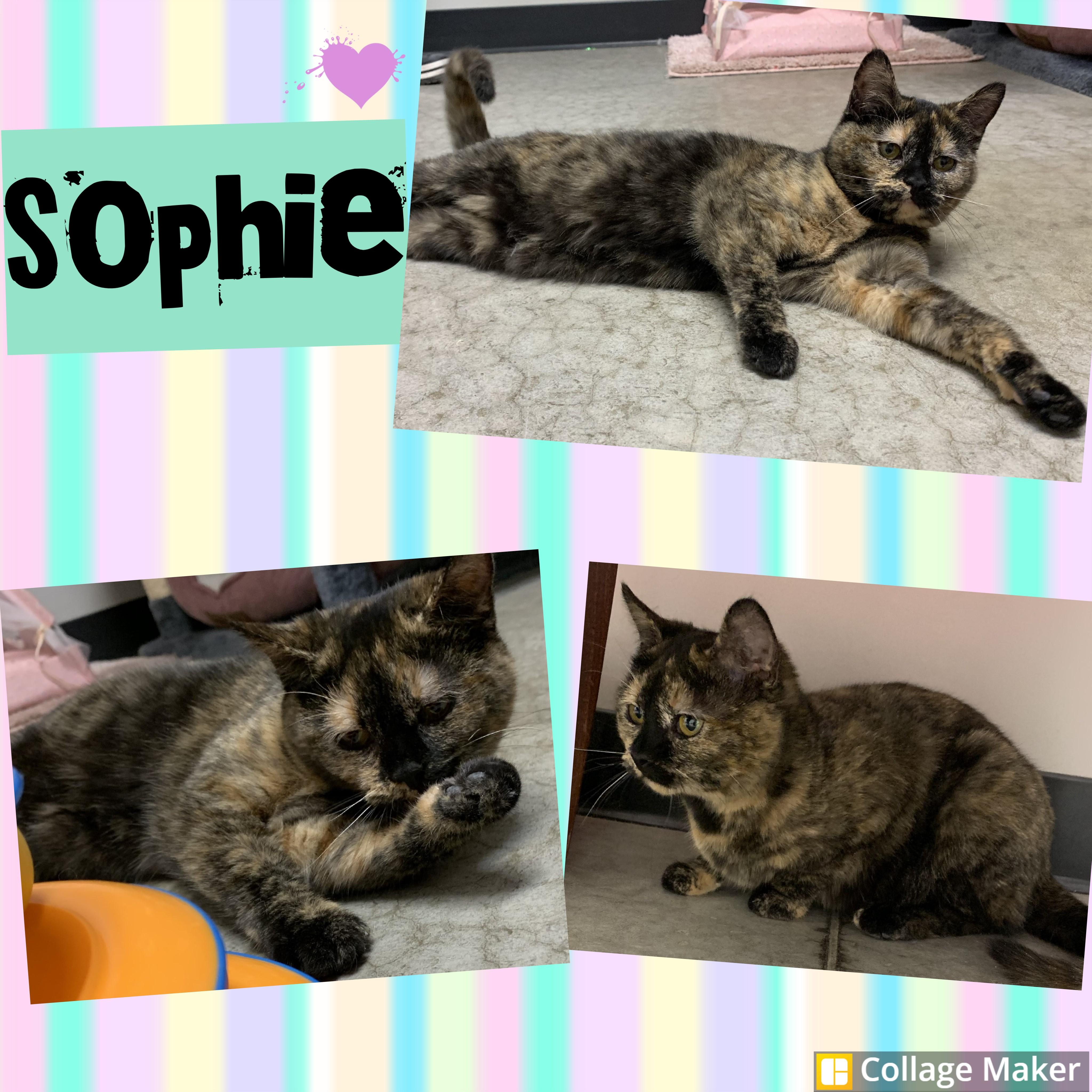 Sophie, ADOPTABLE, Young Female Domestic Short Hair.