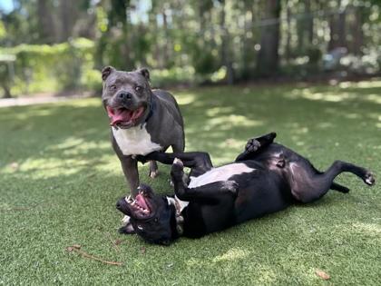 Bluebelle, Adoptable, Adult Female American Bulldog & Mixed Breed.